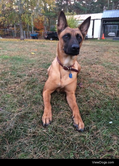 Reno // Belgian Malinois 