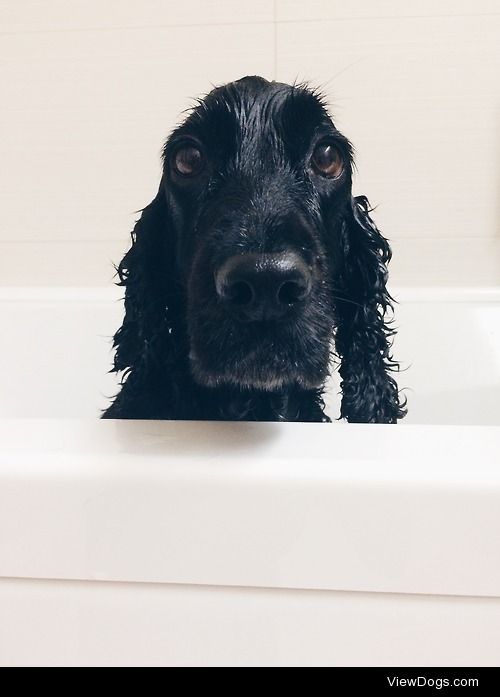 Bath Time with cookiefollow her at instagram.com/maf_co