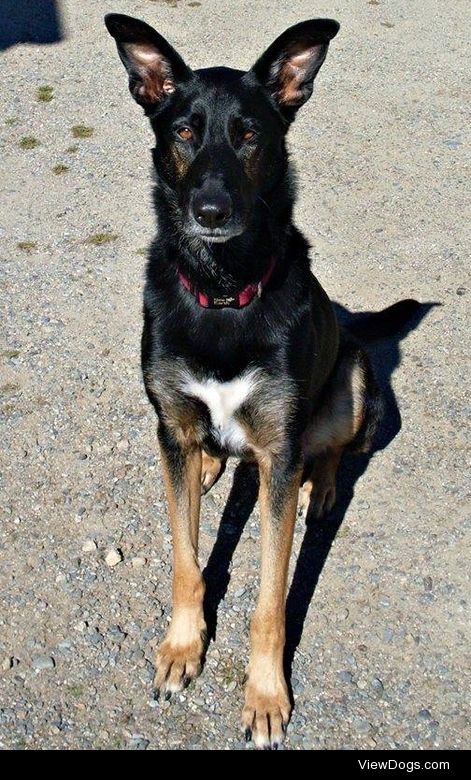 Dodger at home in Roque Bluffs, Maine –  October, 2013