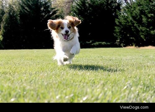 This is Winston, our 5 year old Cavachon :)