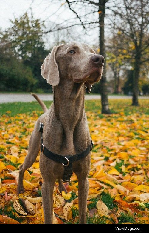 Winston at Victoria Park.


Christopher Kahler