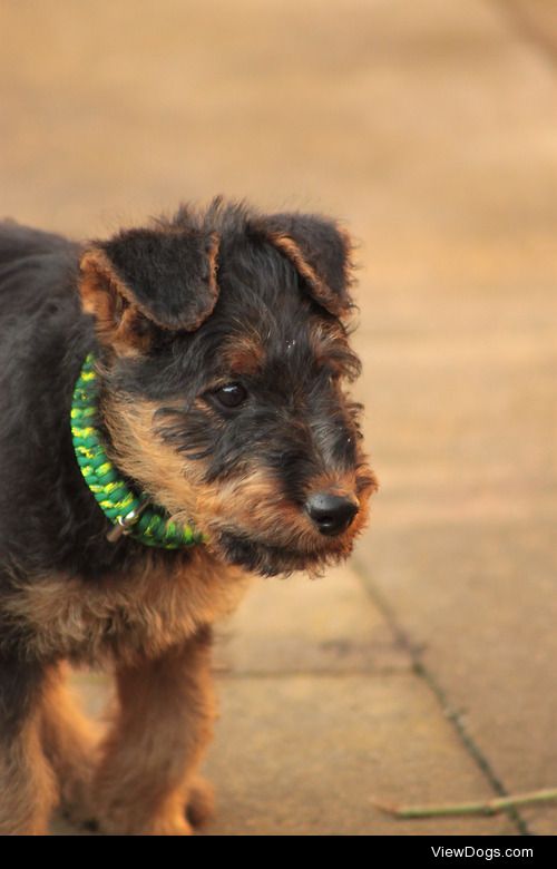 wolvster:

Murdock, nine weeks old