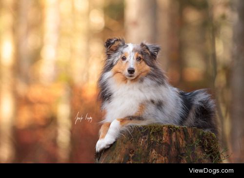 hadissima:

Sheltie lady Lexi showing off her beauty!