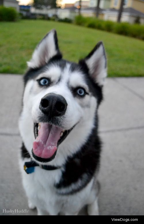 huskyhuddle:

Ani