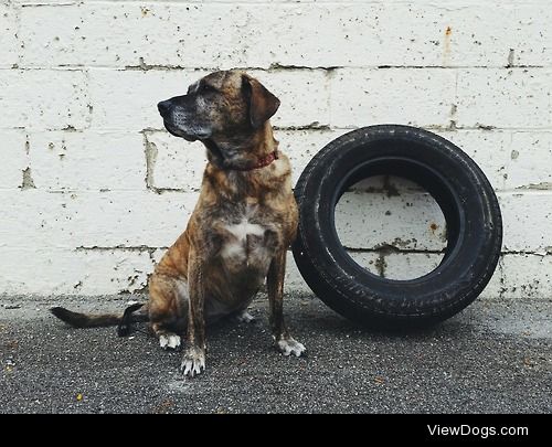 Koda the Plott-Lab mix