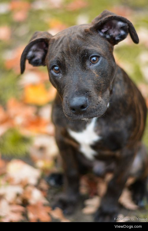 shepherd-tails:

10/31/2014
Drake, growing up. 