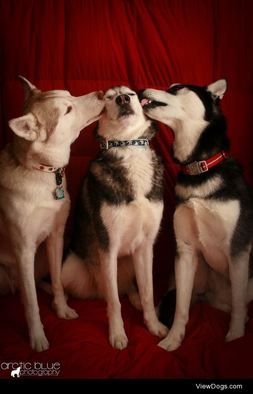 Husky Kisses!