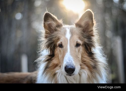instinct-photography:

My whole pack <3 