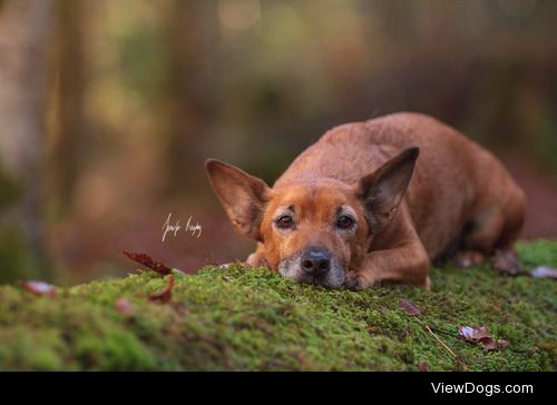 hadissima:

The life of a photographers dog – sigh…