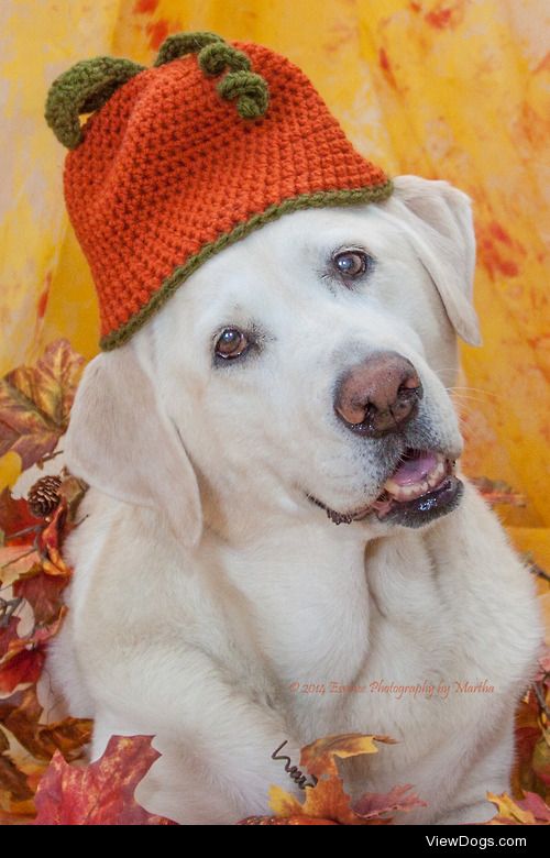 My 11-year old lab loves to have her picture taken.  Darcy would…