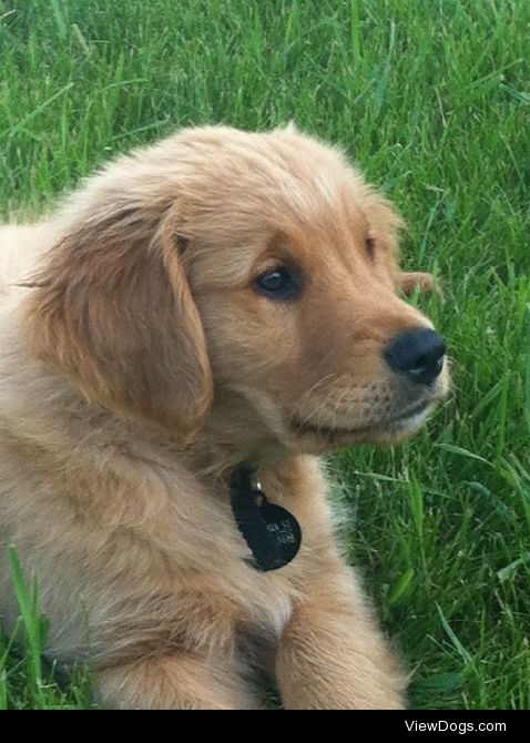 My Otis as a baby, enjoying a summer day
#goldenretriever