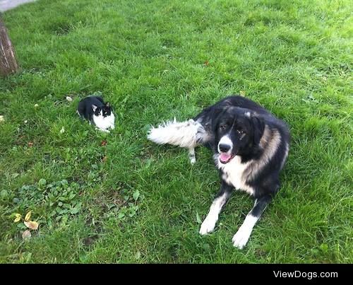 This is Hercules and Silvester (cat).
Hercules is the Tornjak a…