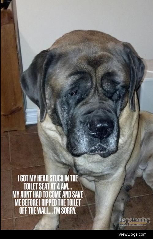 Massive Mastiff

I got my head stuck in the toilet seat at 4…