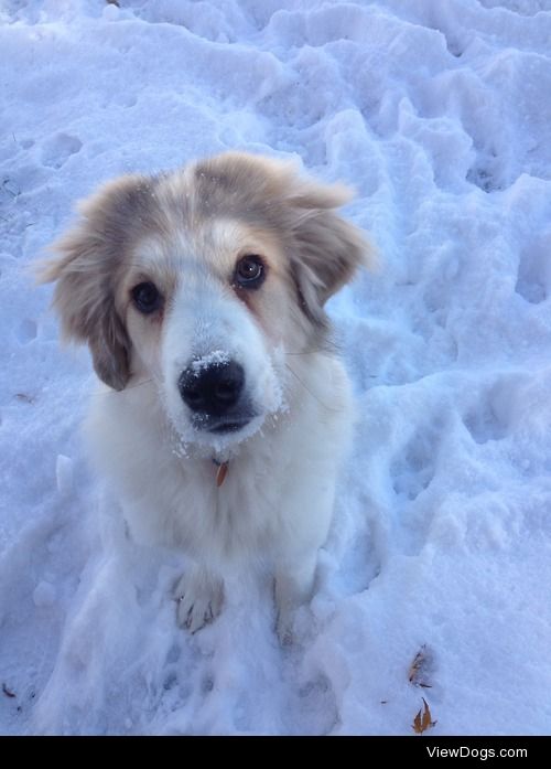 Naga my Great Pyrenees mix, 4 months old now. She loves the…