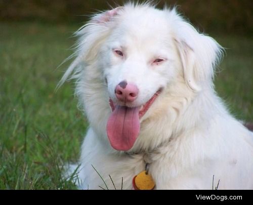 Keller, my double merle Australian Shepherd. She’s deaf and she…