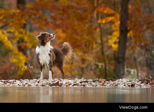 hadissima:

Australian Shepherd Kaylee <3