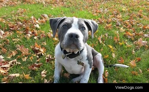 Diesel – 4 mo old AmStaff/AmBulldog mix.