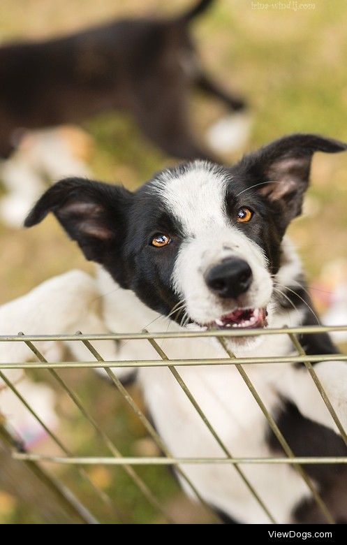 Very cute puppy


Irina Mazaeva