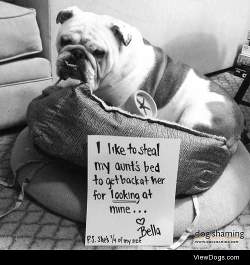 Bulldog Bed-Hog

I like to steal my aunt’s bed to get back…