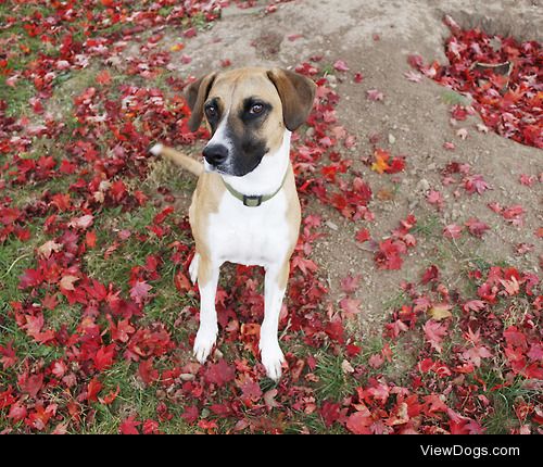 Autumnal glamour mutt. 