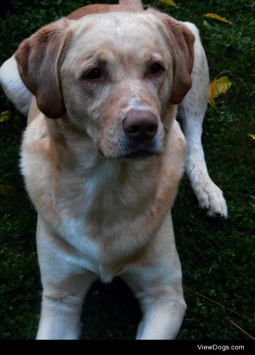 This is Ike. He’s 5 and a Yellow Lab/Rhodesian Ridgeback mix.