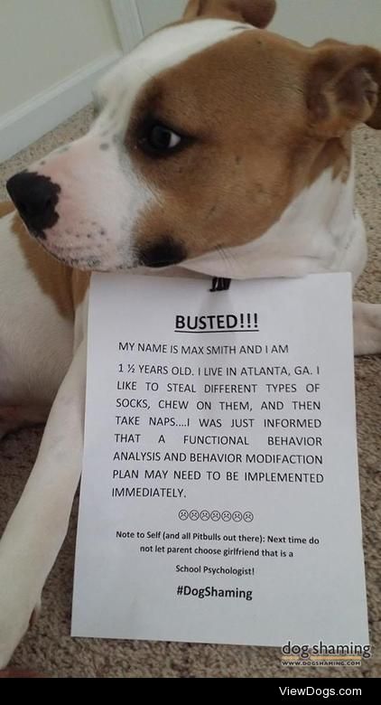 Doggy psyche analysis complete: you’re…