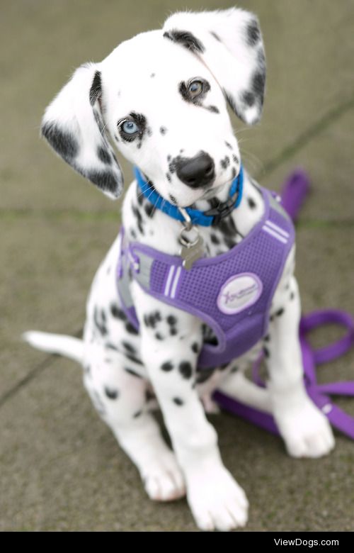 Moby, 10-week old dalmatian puppy
Photo by Kelley Dulcich…