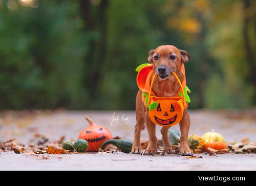 Trick or treating? Yes mom, let’s do that!