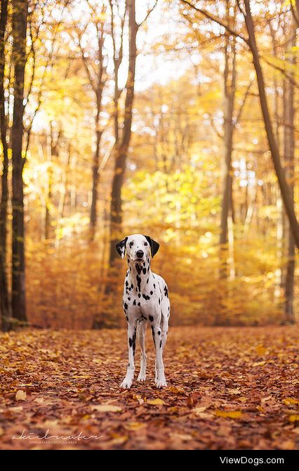 iheartfinnipeani:

Dalmatian on Flickr.