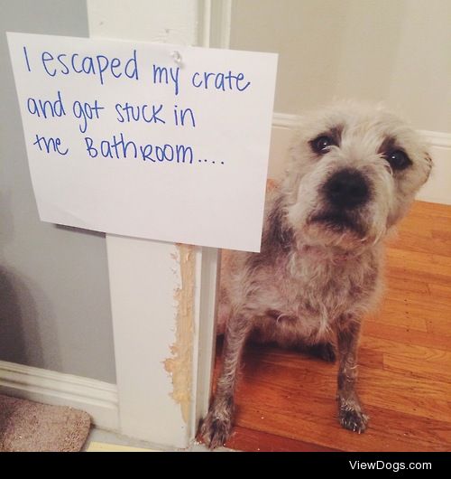I needed some privacy!
"I escaped my crate and got stuck in the…