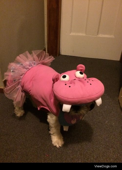 Casey was a pink hippo wearing blue polka-dot underwear and a…