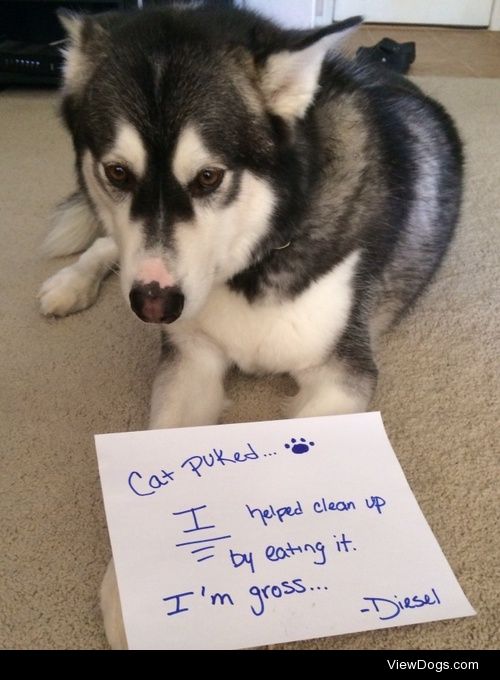 Husky Helper

The cat puked..and I helped my mom clean up by…