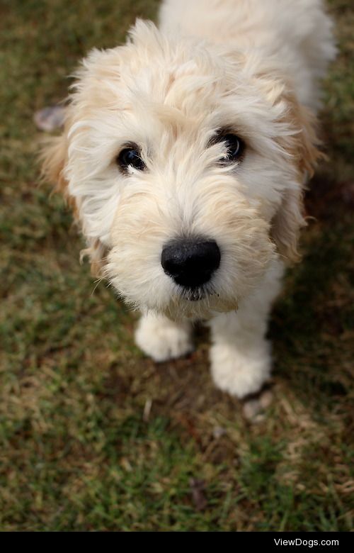 Stella the Labradoodle by Wolfweres