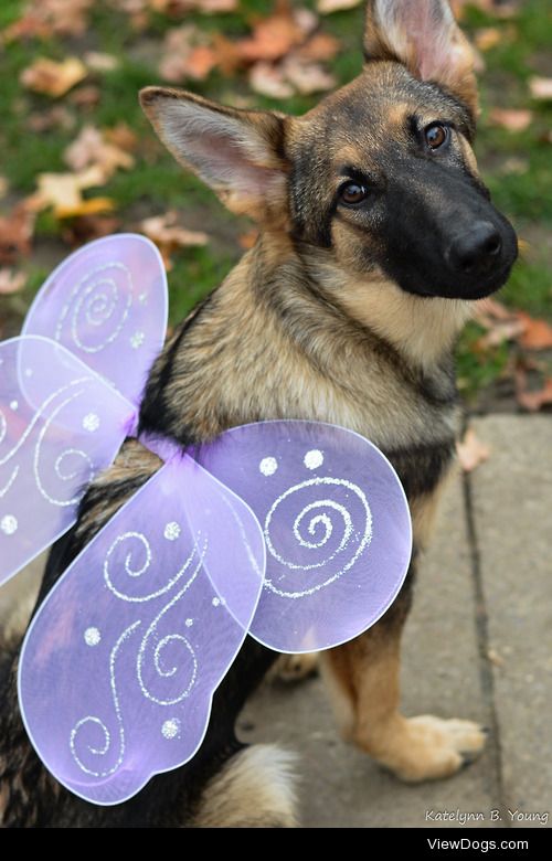 Avery, dressed as a pretty fairy!
Follow shepherd-tails for more…