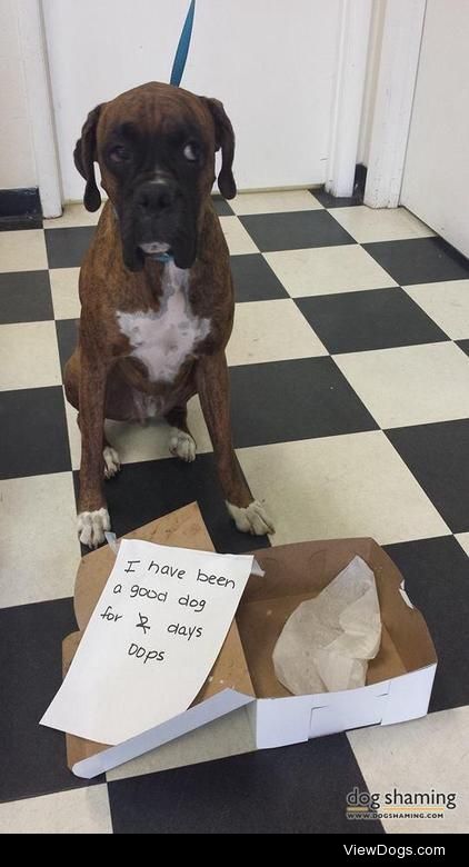 Mmm…donuts, DOH!

Niles is a rescue from Florida Boxer Rescue….