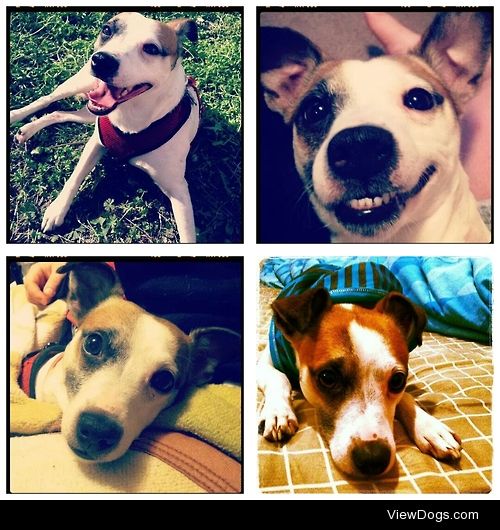 This is my 6 year old Jack Russell Terrier named…
