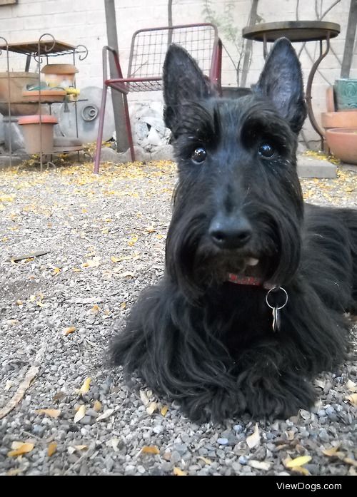 Hagrid,Scottish Terrier