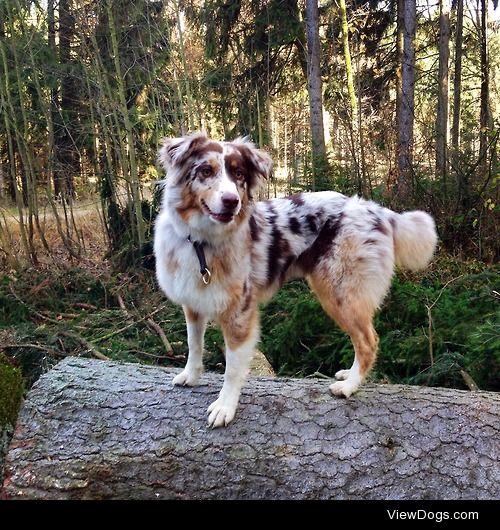 enispena:

She’s the queen of the woods!