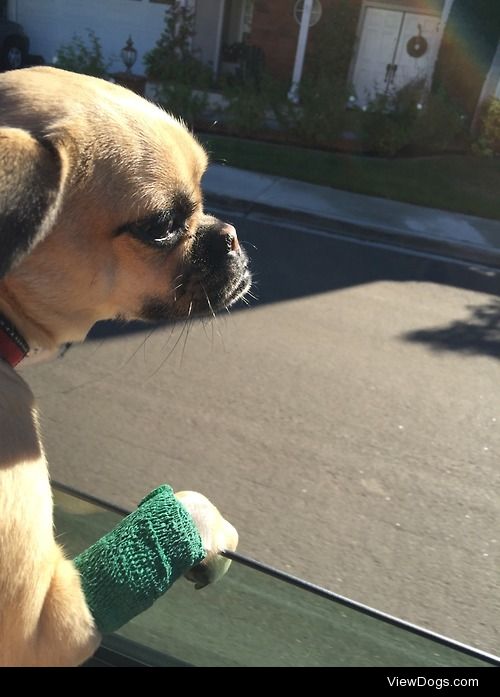 Penelope The Chug riding home after a trip to the pet…