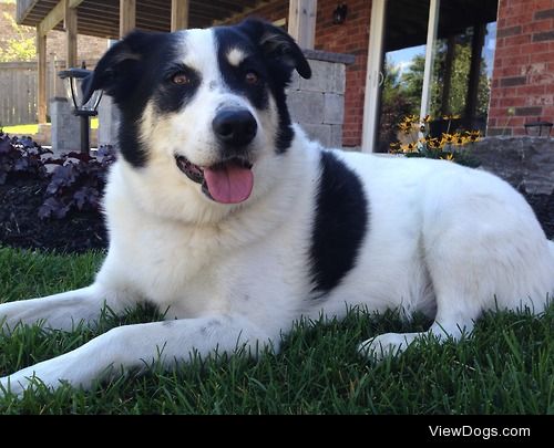 Shane, my border collie mix baby
7 years young