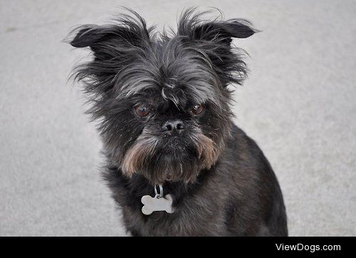 My handsome 14 year old Brussels Griffon.