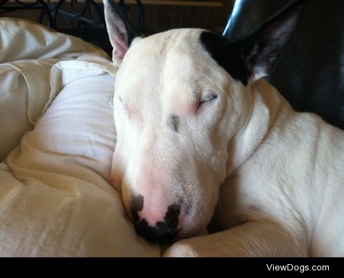 #handsomedogs
This is Napoleon, a mini english bull terrier.  