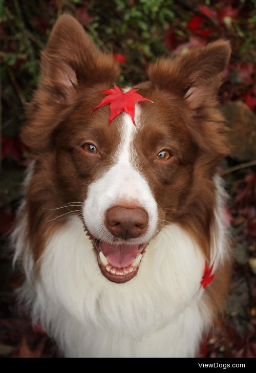 megpricephotography:

Who’s a cute doggie?
Hovis is!!