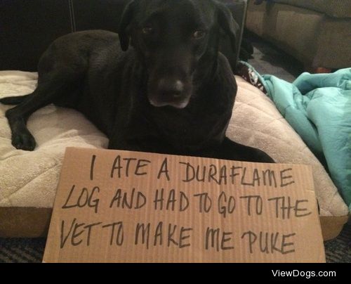 Dura-ble dog

I ate a Duraflame log and my mom had to take me to…