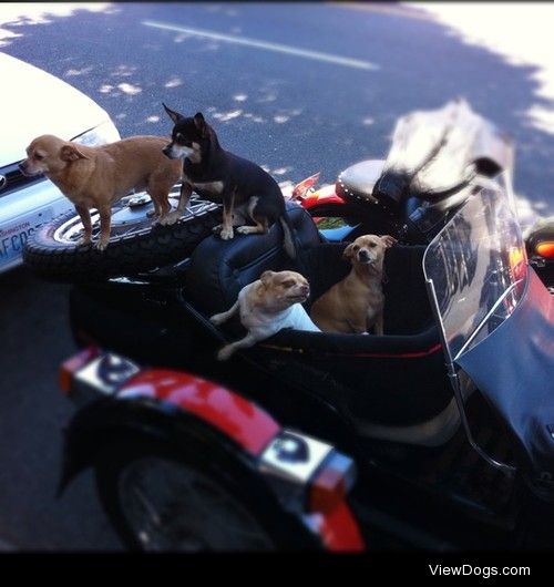 Four chihuahuas in a sidecar in West Seattle. 