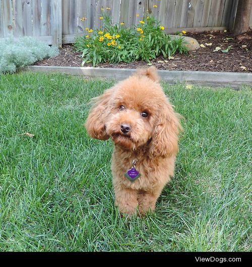 Toby the Cavapoo