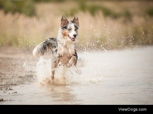 Splish Splash


Isabell Albrecht