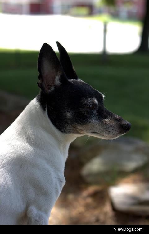 Snitter the toy fox terrier looking brawny.