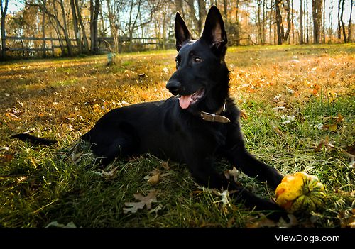 mountainpaws:

It is a brilliant 71F outside today and the dogs…