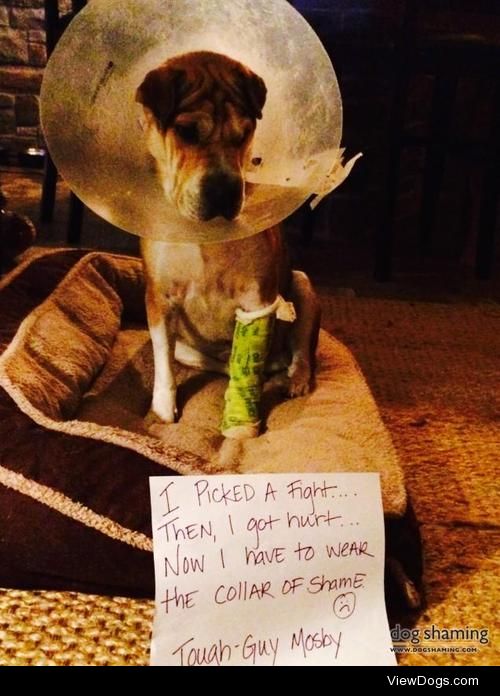 Pick a fight, wear the cone

I picked a fight… Then, I got…